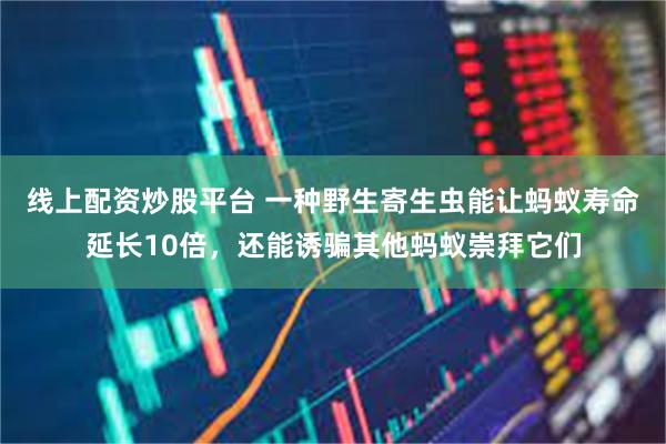 线上配资炒股平台 一种野生寄生虫能让蚂蚁寿命延长10倍,还能诱骗其他蚂蚁崇拜它们