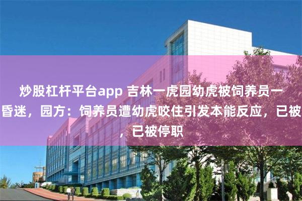 炒股杠杆平台app 吉林一虎园幼虎被饲养员一脚踢昏迷，园方：饲养员遭幼虎咬住引发本能反应，已被停职